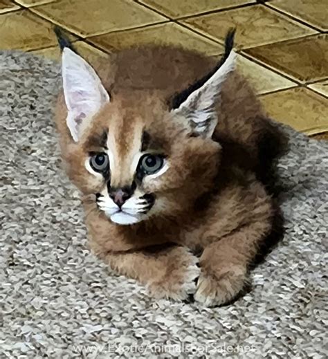 cat for sale cebu|caracal cat for sale philippines.